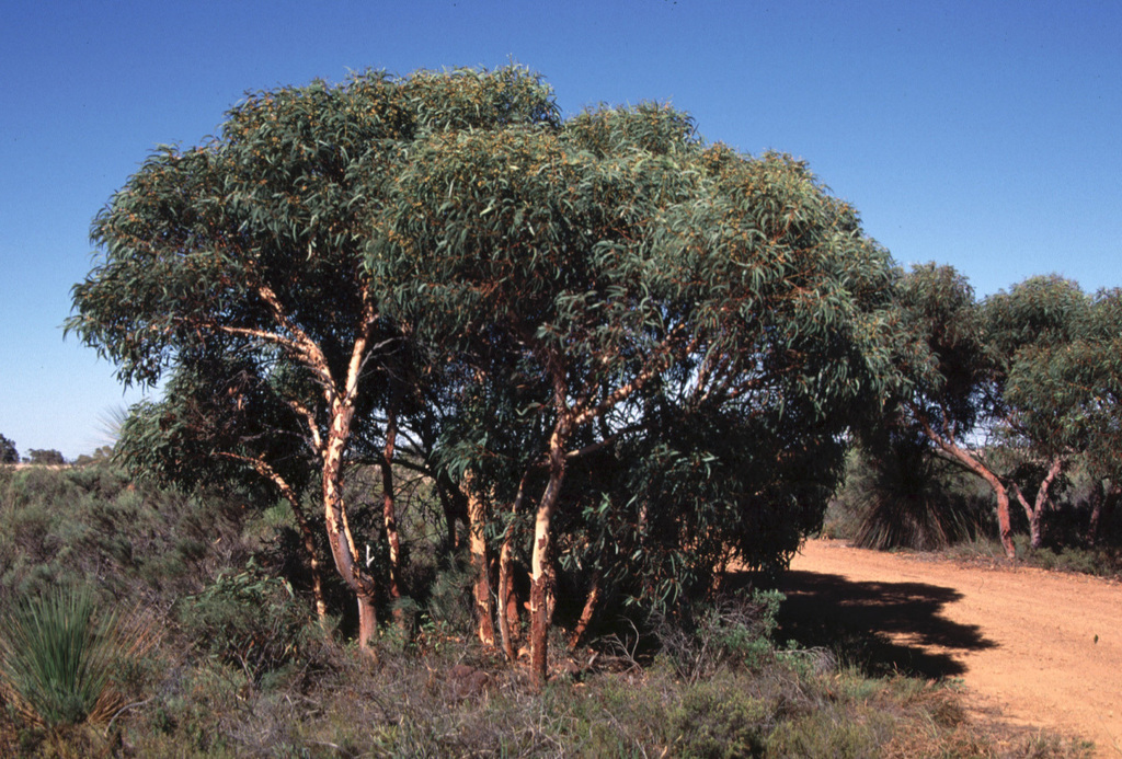 Eucalyptus lanepoolei