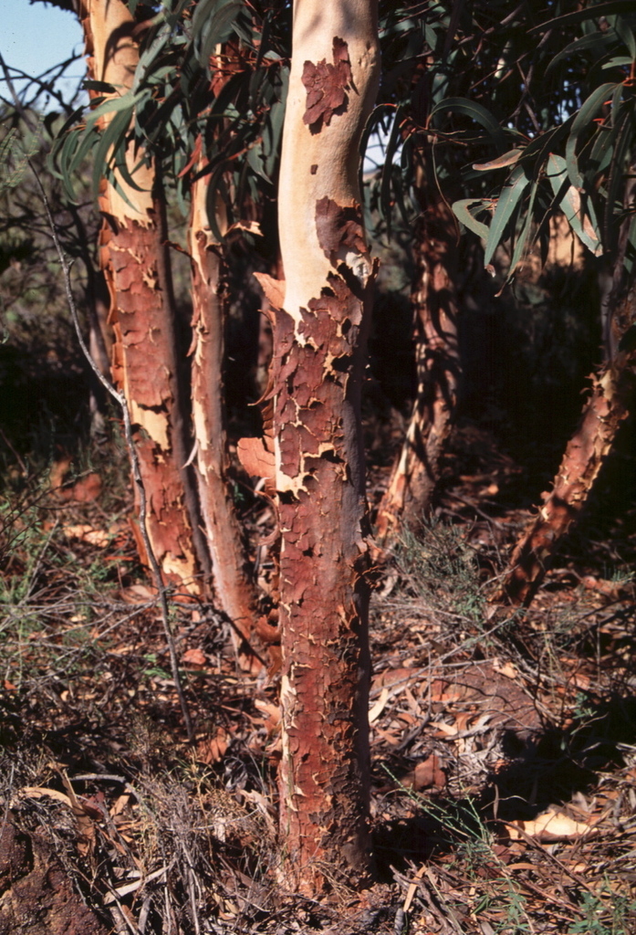Eucalyptus lanepoolei 2
