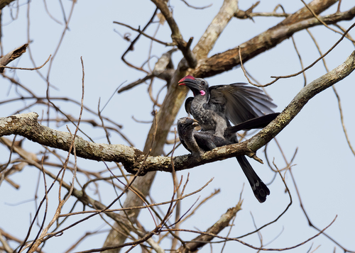 Eastern Dwarf Hornbill (Horizocerus granti), photo 2