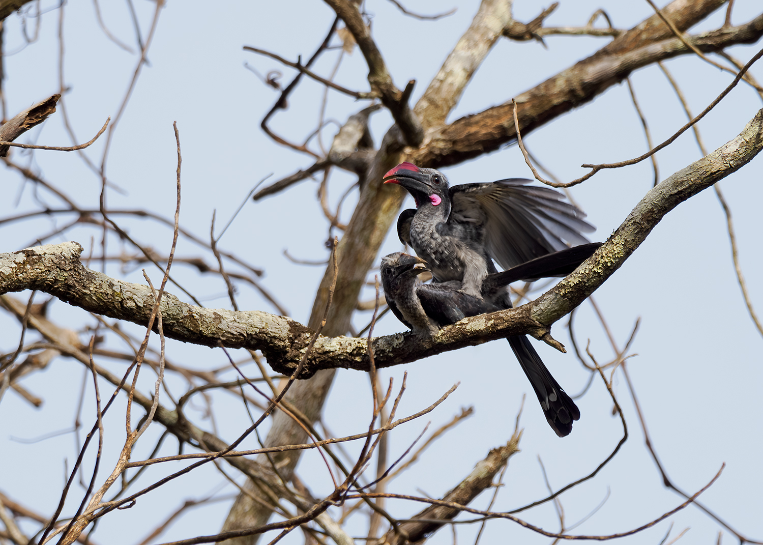 Western Dwarf Hornbill (Horizocerus hartlaubi), photo 2