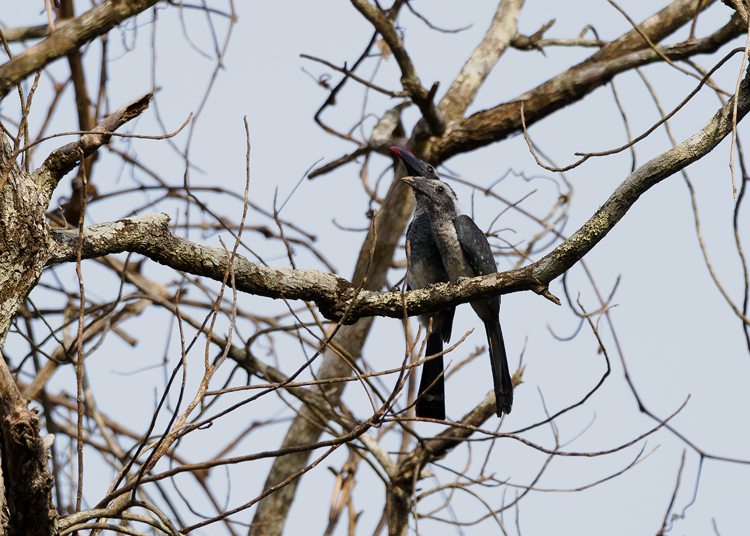 Western Dwarf Hornbill (Horizocerus hartlaubi), photo 3