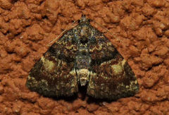 Metalectra richardsi