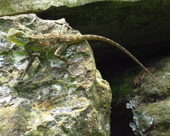 Acanthocercus atricollis