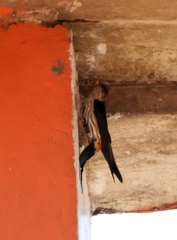 Cecropis striolata