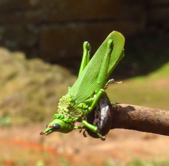 Taphronota calliparea