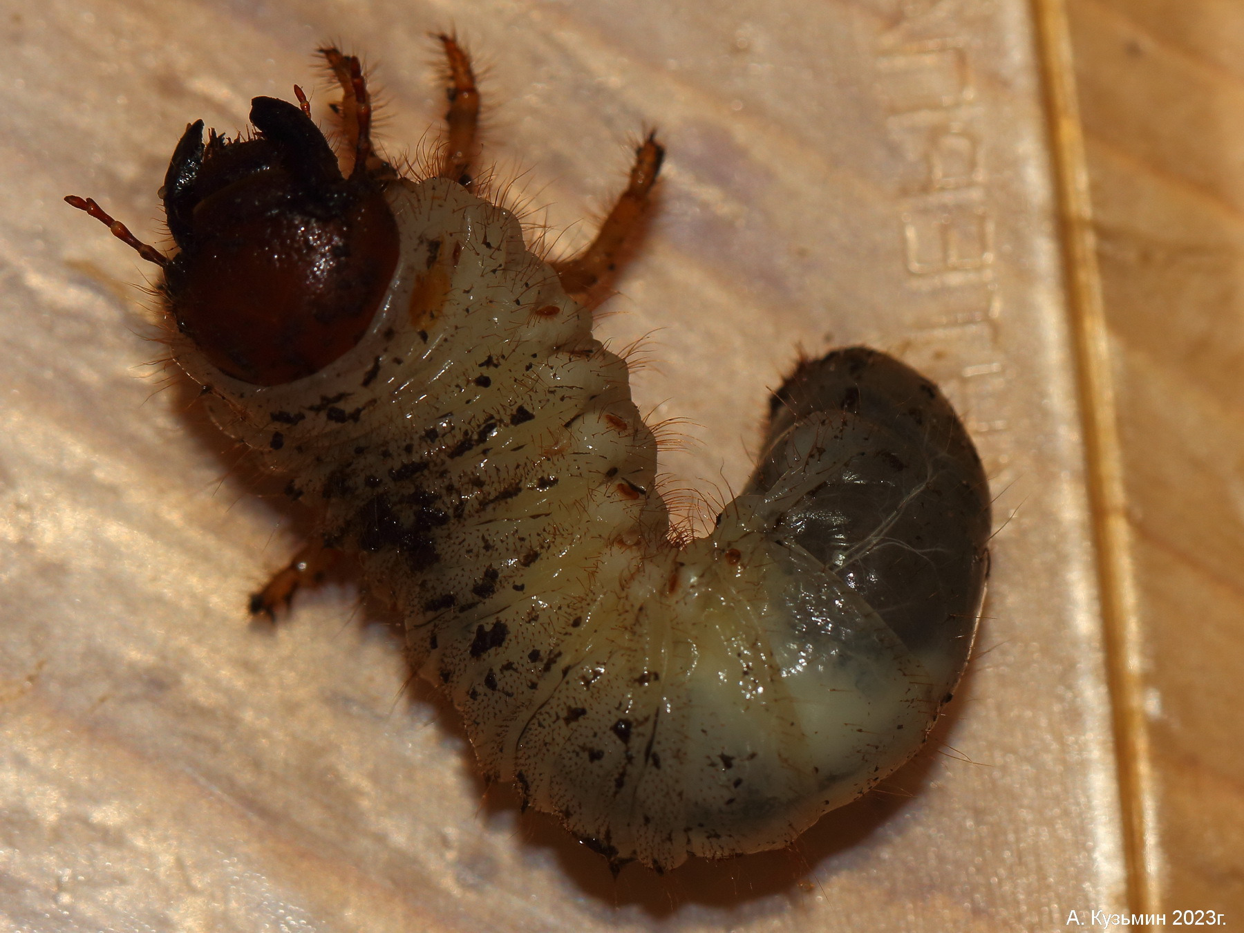 Личинка жука семейства Пластинчатоусые (Scarabaeidae)