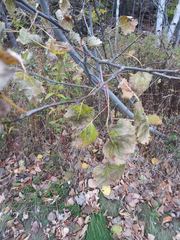 Populus grandidentata
