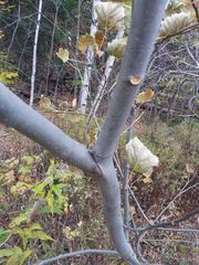 Populus grandidentata