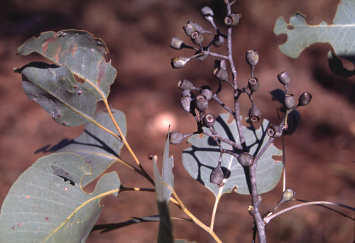 Koolpin Box (Eucalyptus koolpinensis)
