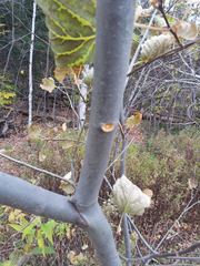 Populus grandidentata