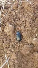 Calosoma alternans