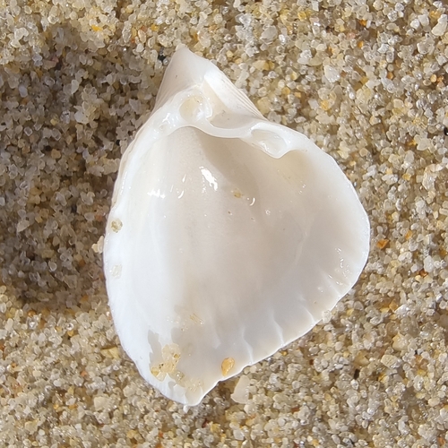 blunted cockle