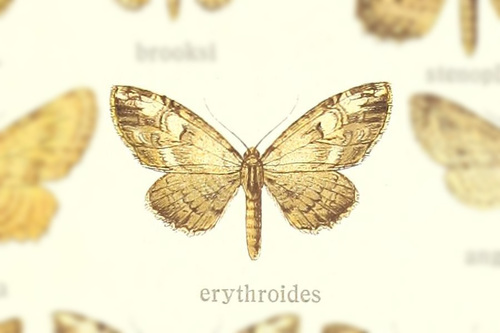 Collix erythroides