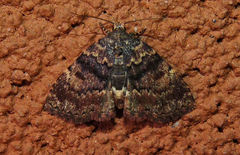 Metalectra richardsi