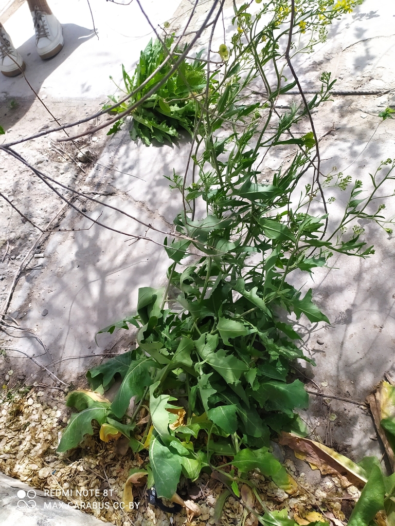 Sisymbrium volgense (Sisymbrium volgense)