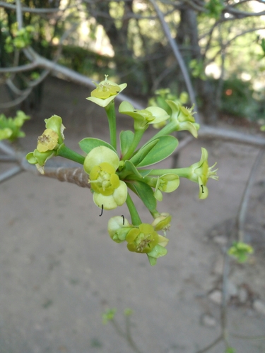 Euphorbia aprica