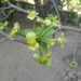 Euphorbia aprica - Photo (c) anselme,  זכויות יוצרים חלקיות (CC BY-NC), הועלה על ידי anselme