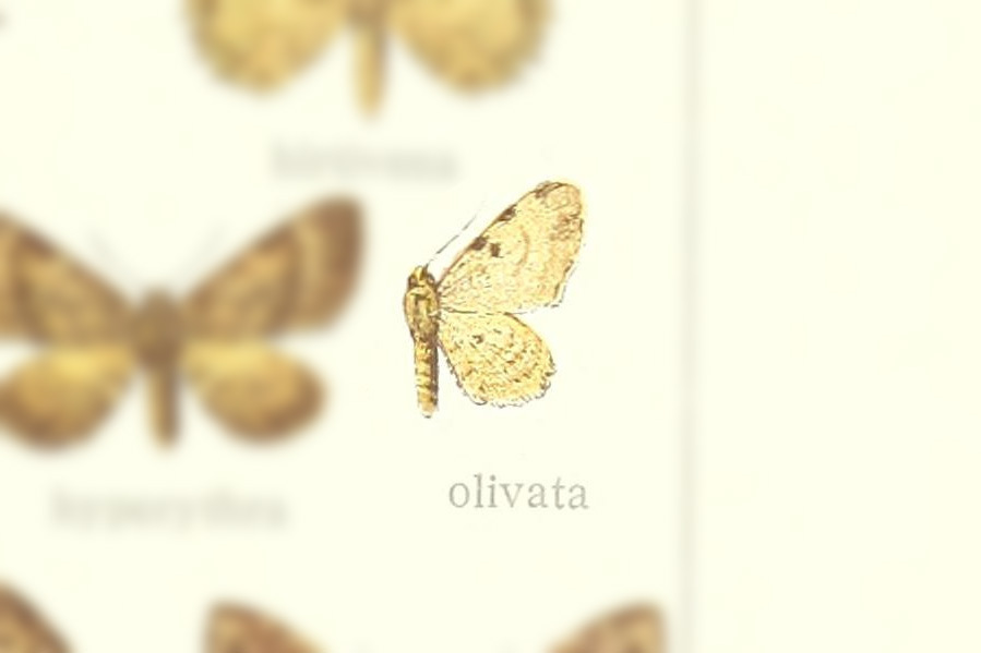 Pseudocollix olivata