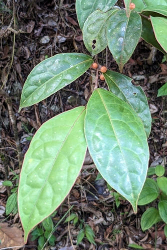 Ficus heteropleura (Ficus heteropleura)