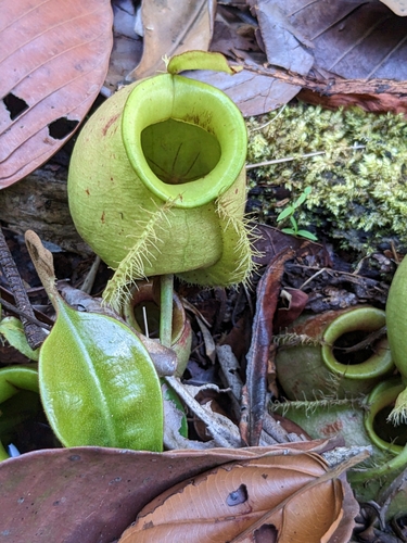 Image of Nepenthes ampullaria by (c) portioid, some rights reserved (CC BY)