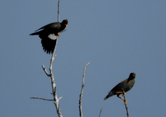 Acridotheres javanicus