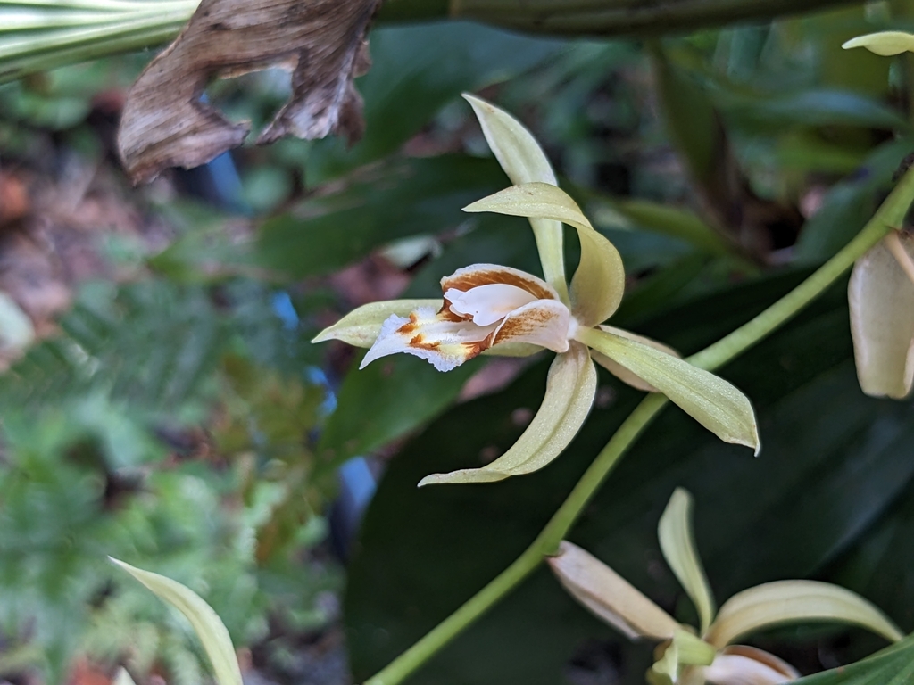 Coelogyne rochussenii de Vriese 2