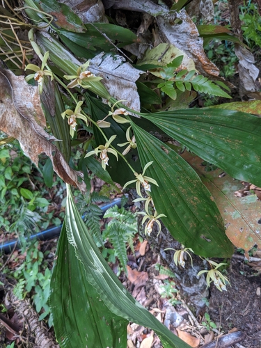 Coelogyne rochussenii, photograph 1