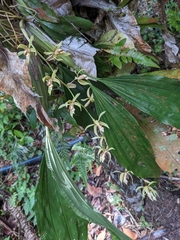Coelogyne rochussenii, photograph (c) portioid, some rights reserved (CC BY)