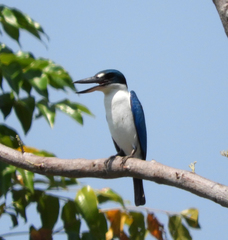 Todiramphus chloris chloris