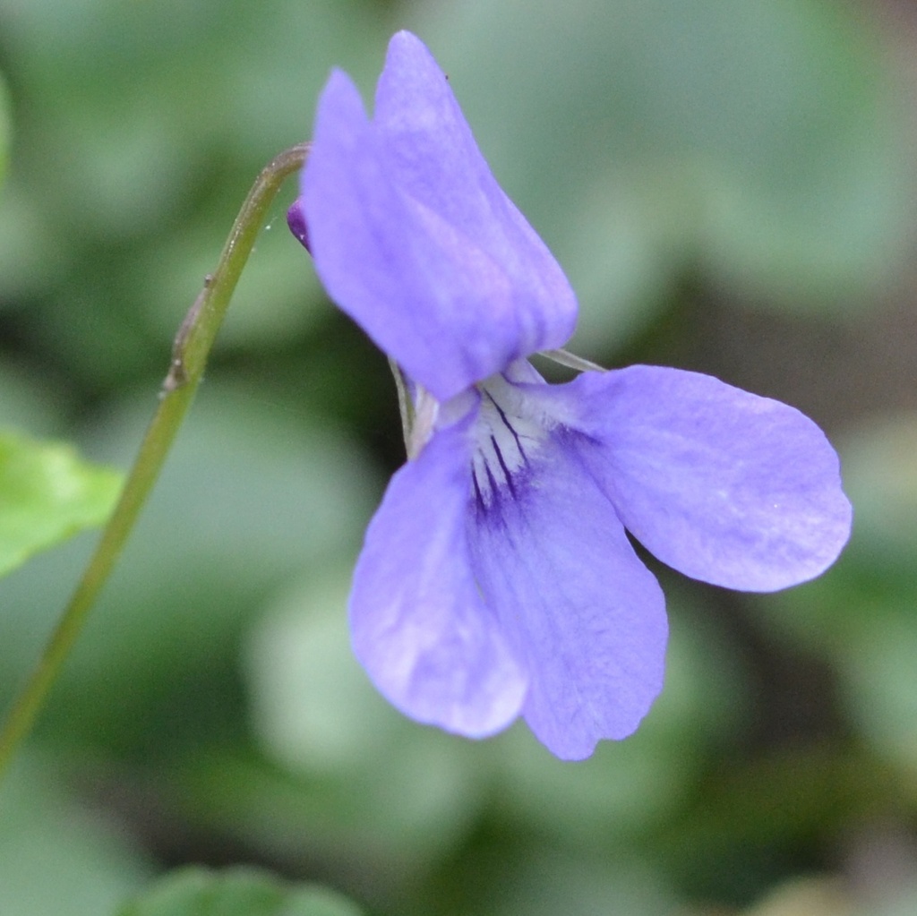 Viola Reichenbachiana