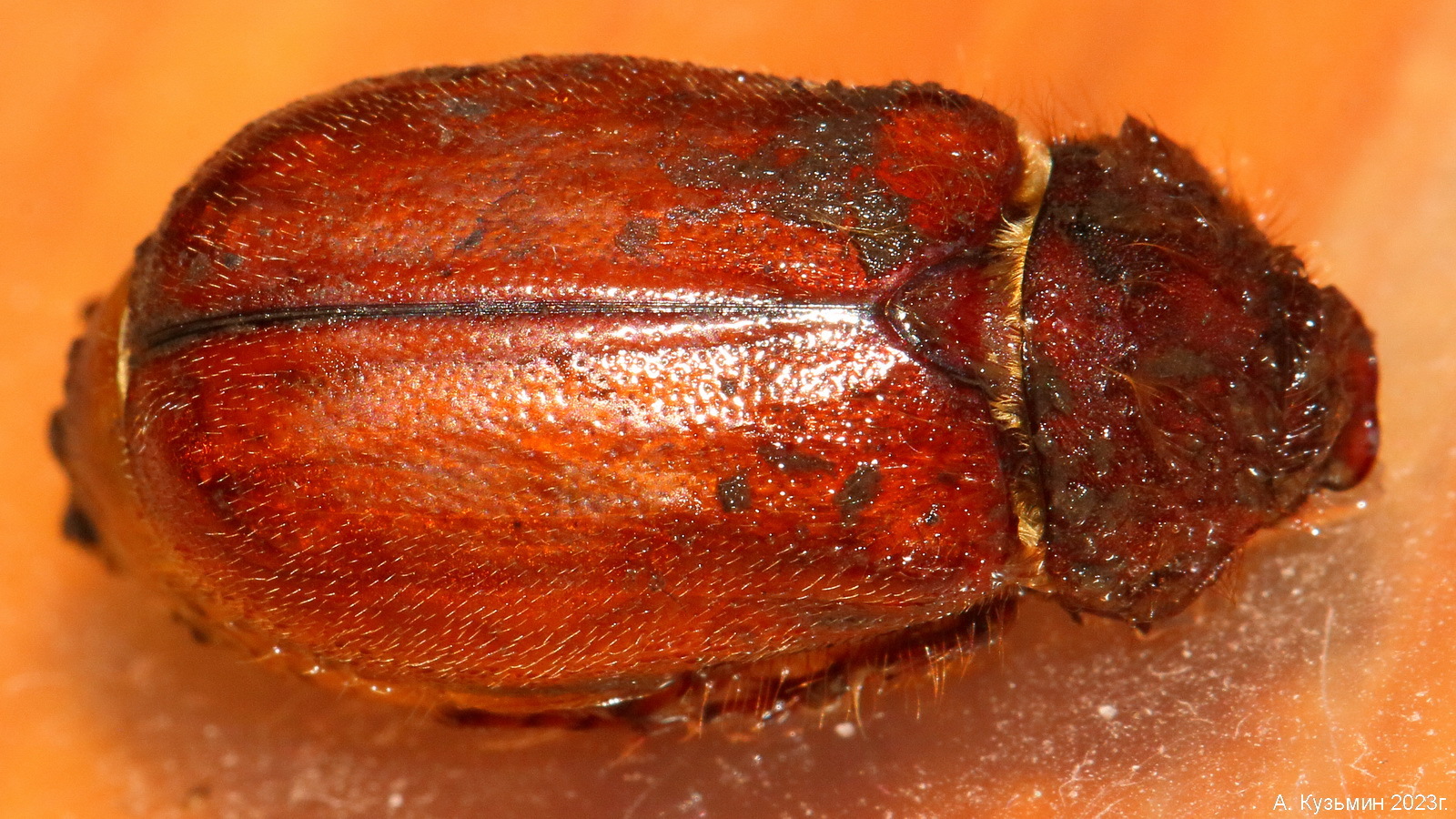 Хрущ подсемейства Melolonthinae 