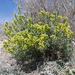 Vella pseudocytisus - Photo (c) Jorge Calvo Yuste, some rights reserved (CC BY-NC), uploaded by Jorge Calvo Yuste