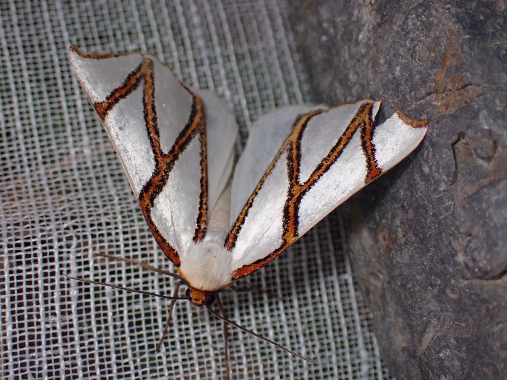 Clara's Satin Moth from 36 Woodlands Rd, Tuerong VIC 3915, Australia on