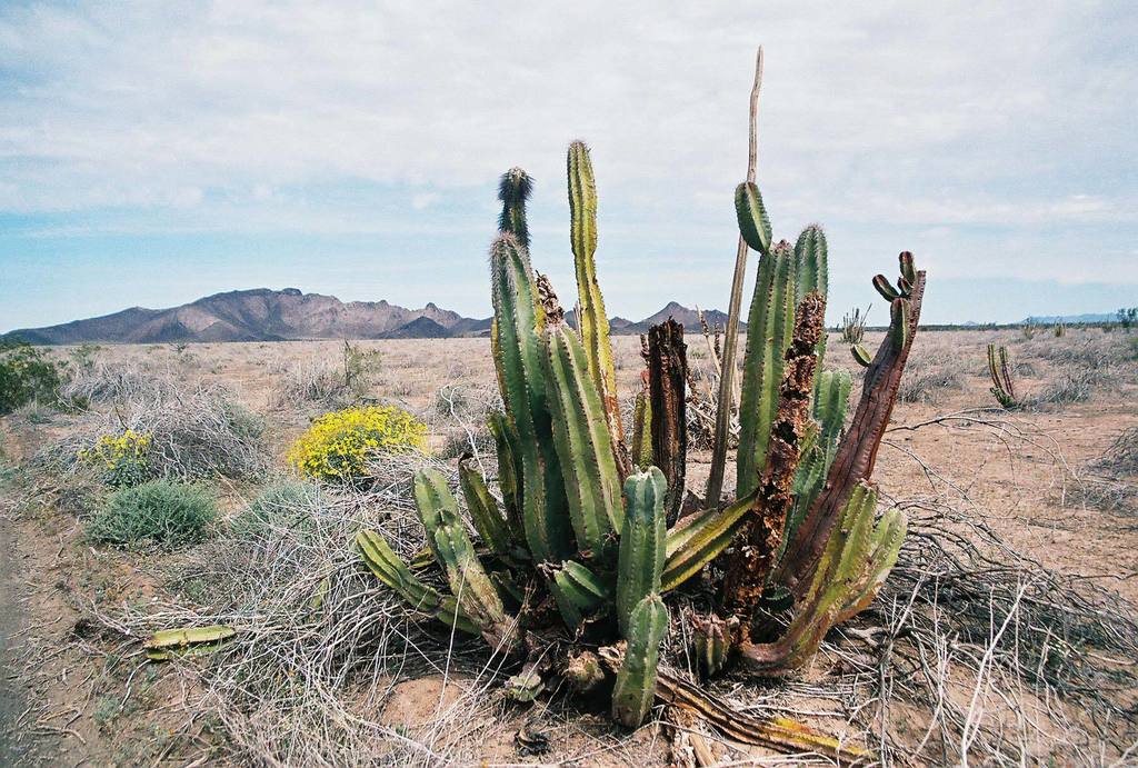 Lophocereus