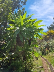 Sonchus fruticosus image