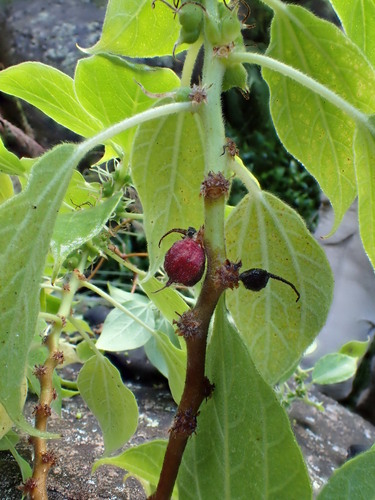 Neraudia kauaiensis observed 2015-12-23