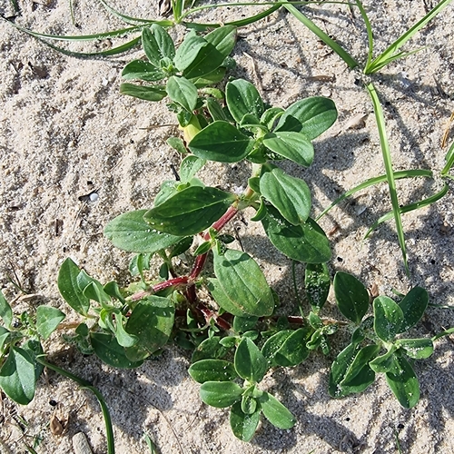 Spermacoce hispida observed 2023-04-21