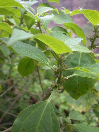 Neraudia melastomifolia observed 2004-04-21