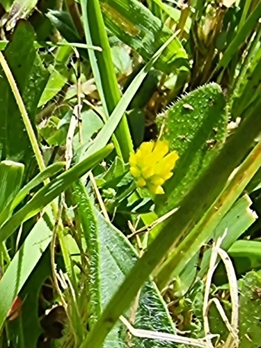 Trifolium dubium image