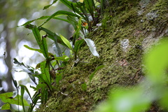 Pleopeltis crassinervata