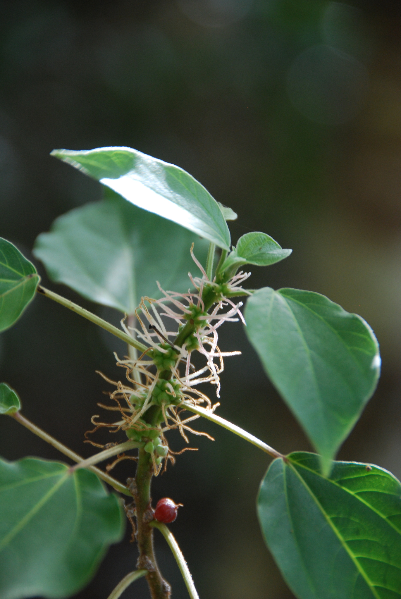 Neraudia melastomifolia