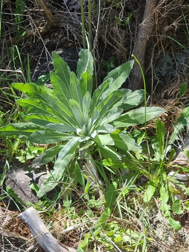 Andryala glandulosa image