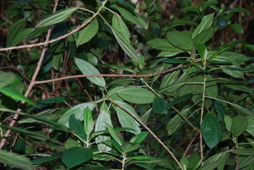 Neraudia melastomifolia observed 2013-02-18