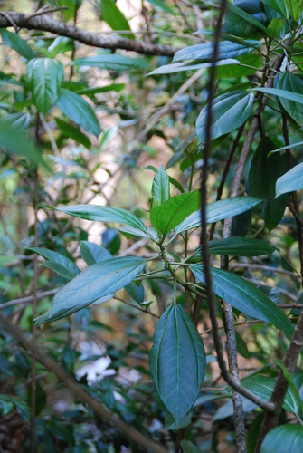 Neraudia melastomifolia