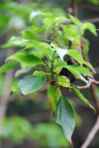 Neraudia melastomifolia observed 2014-09-25