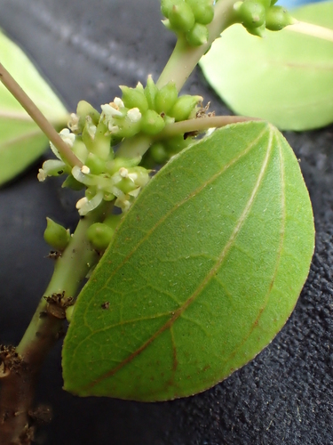 Neraudia melastomifolia