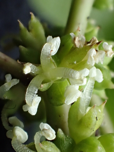 Neraudia melastomifolia observed 2015-08-30