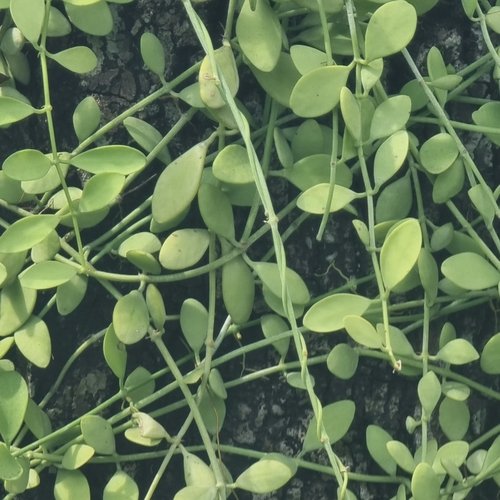 Dischidia oiantha