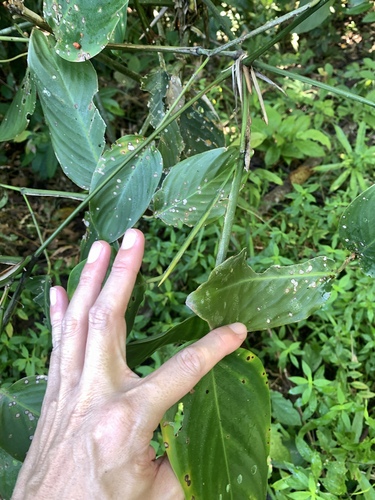 Image of Bemban (Donax canniformis) by (c) 呂一起(Lu i-chi), some rights reserved (CC BY)