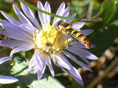 Sphaerophoria philanthus